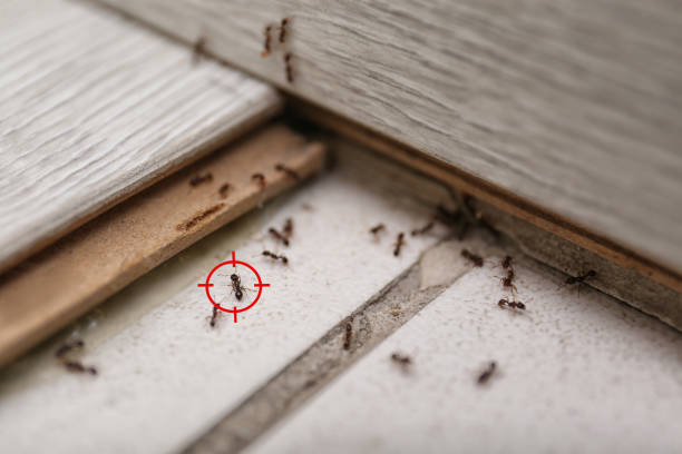 Best Spider Control Near Me  in Pawhuska, OK